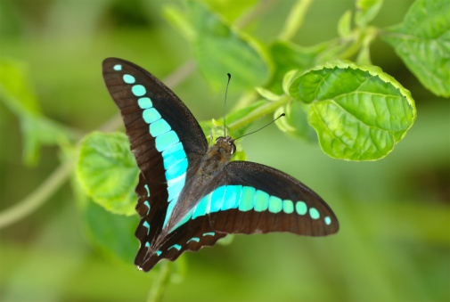 butterfly on the flower in spring