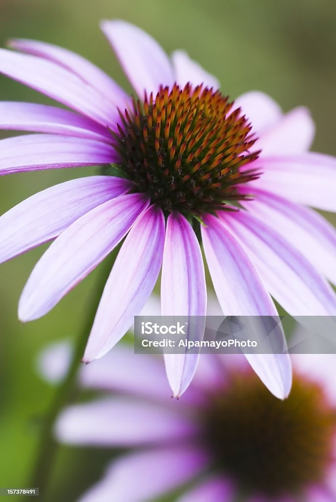 Echinacea purpurea-VII - Zbiór zdjęć royalty-free (Fotografika)