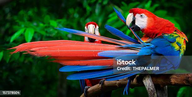 Scarlet Aras Hoch Stockfoto und mehr Bilder von Eigentliche Aras - Eigentliche Aras, Papagei, Amazonas-Region
