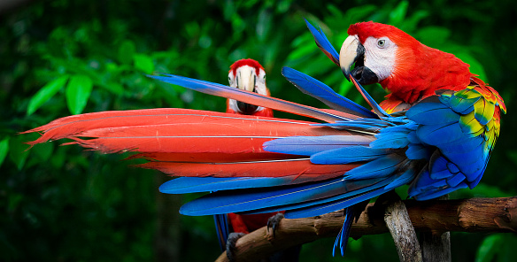 Close up photo of colourful scarlet macaw parrot (Ara macao)