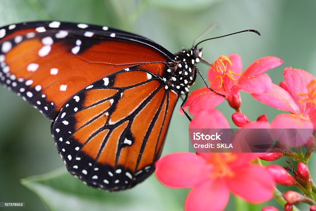 Monarch Butterfly siedzący na różowy/czerwony Kwiat (Zbliżenie - Zbiór zdjęć royalty-free (Motyl)