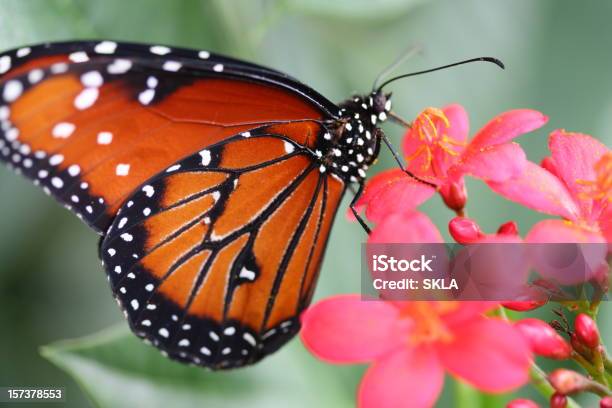 Monarch Butterfly Siedzący Na Różowyczerwony Kwiat Zbliżenie - zdjęcia stockowe i więcej obrazów Motyl