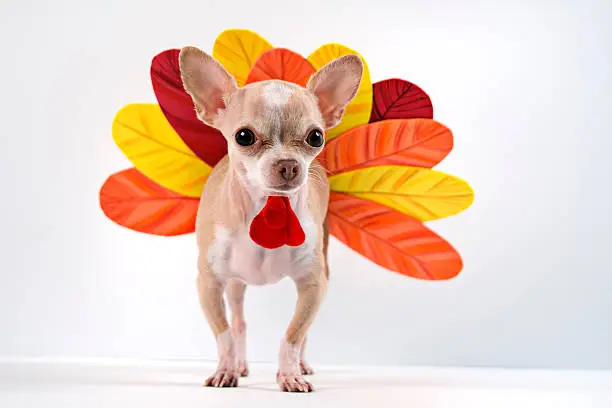 Photo of Chihuahua dog dressed up as a turkey