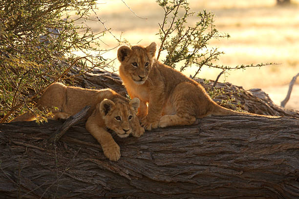 par de jóvenes león cubs baklit por un día - cachorro de león fotografías e imágenes de stock