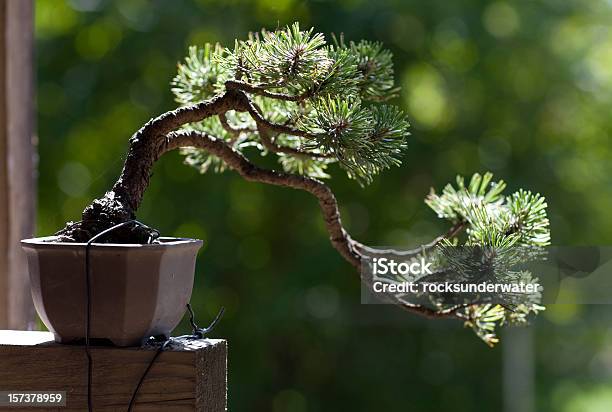 Bonsai - Fotografias de stock e mais imagens de Bonsai - Bonsai, Persuasão, Natureza