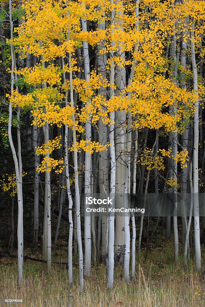 Aspen Grove in Autumn  Aspen Tree Stock Photo