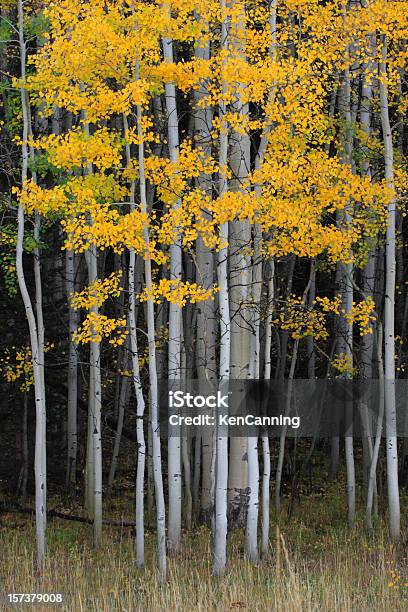 Aspen Grove In Autumn Stock Photo - Download Image Now - Aspen Tree, Grove, American Aspen Tree