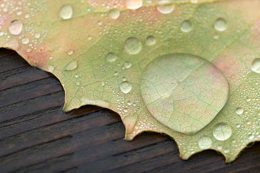 Macro of leaf dew drops.