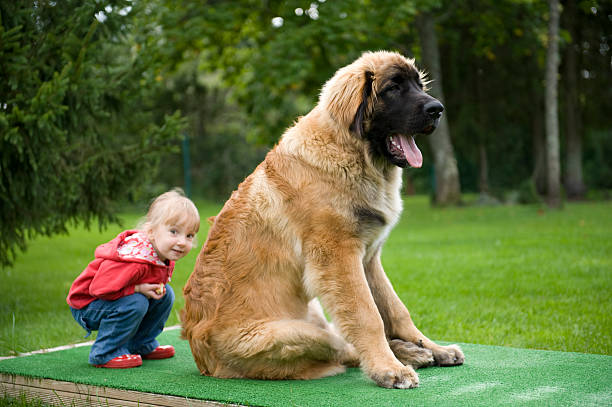 1,200+ Leonberger Stock Photos, Pictures & Royalty-Free Images - iStock | Leonberger dog, Leonberger puppy