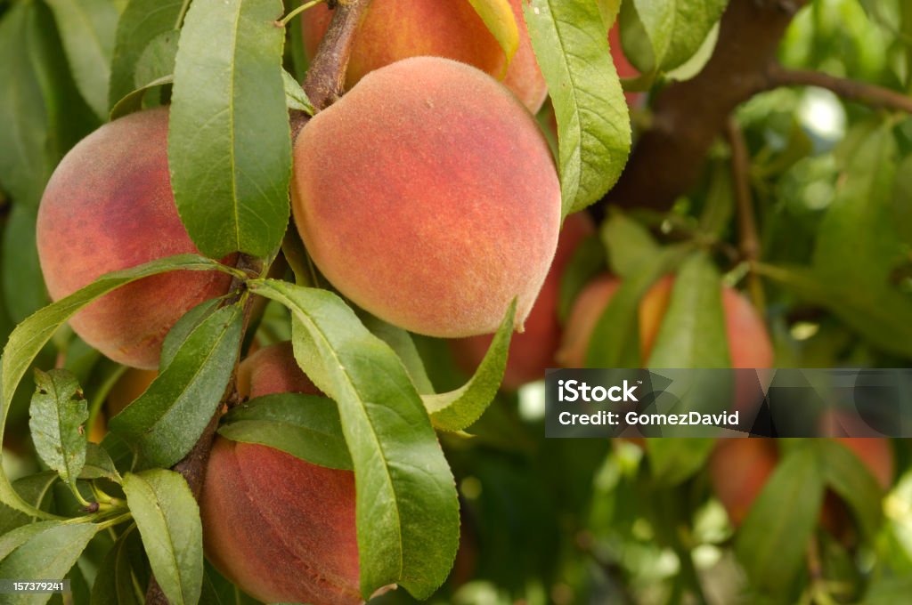 Close-up of Ripening duraznos de árbol - Foto de stock de Agricultura libre de derechos