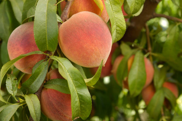 istock Close-up of Ripening Peaches on Tree 157379241