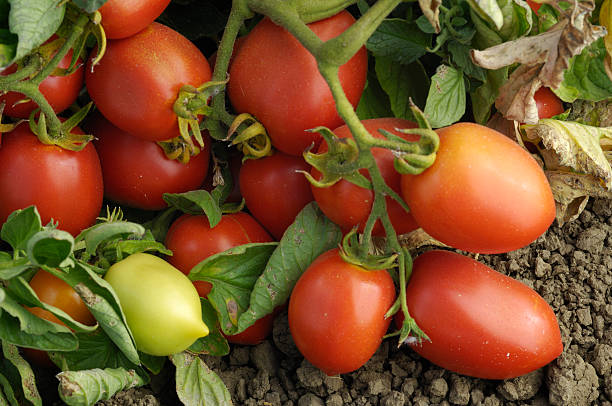 close-up of ripening рома помидоры на vine - plum tomato фотографии стоковые фото и изображения