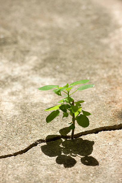 istock Young plant growing in a crack on a concrete footpath. 157379313