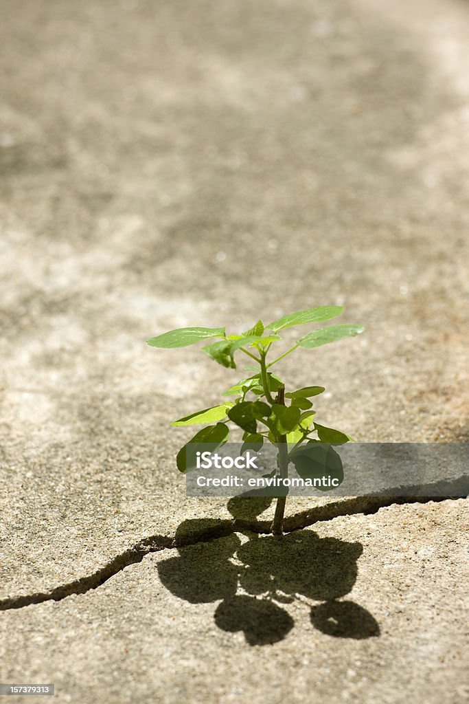 Jovem planta crescendo em uma fenda em um caminho de concreto. - Foto de stock de Rachado royalty-free