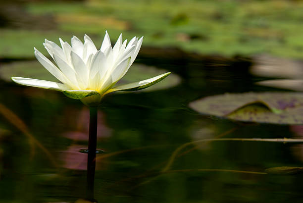 istock Formal Water Garden, Lily On A Stem 157379350