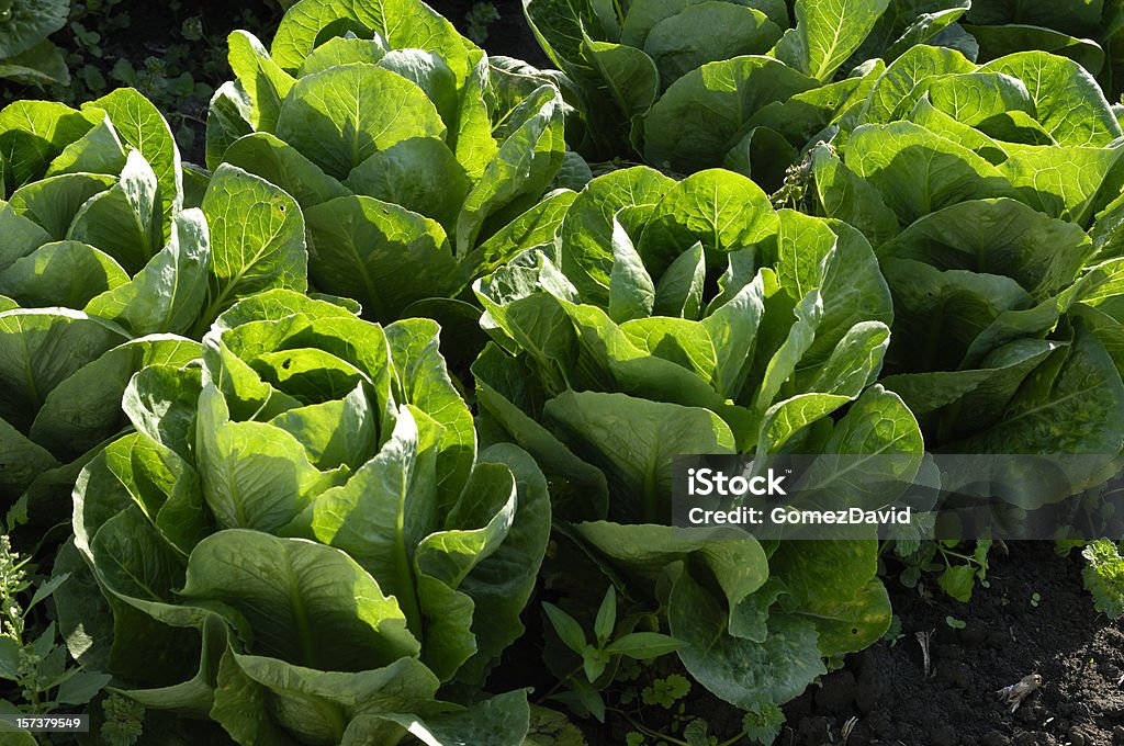 Nahaufnahme von Römersalat wachsen im Feld - Lizenzfrei Agrarbetrieb Stock-Foto