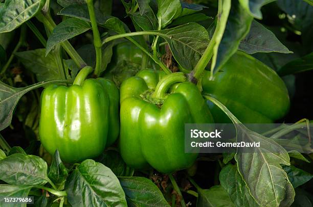 Bell Peppers Wachsen Im Feld Stockfoto und mehr Bilder von Agrarbetrieb - Agrarbetrieb, Bildschärfe, Blatt - Pflanzenbestandteile