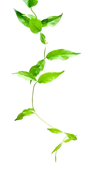 Creeping vine, great for use as a background or a border in 4 colour or a single tone. Clipping path included. 