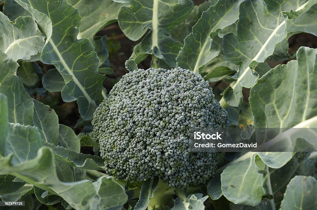 Close-up Organic Brokkoli Cluster wachsen im Feld - Lizenzfrei Brokkoli Stock-Foto