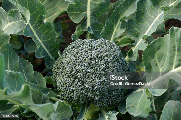 Closeup Organic Brokkoli Cluster Wachsen Im Feld Stockfoto und mehr Bilder von Brokkoli - Brokkoli, Pflanze, Gemüsekohl