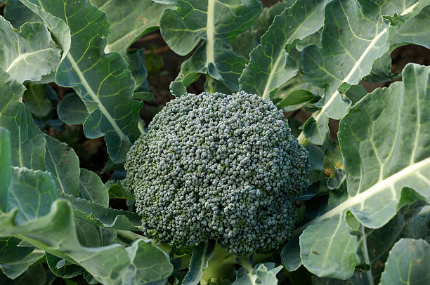 istock Close-up Organic Broccoli Cluster Growing in Field 157379725