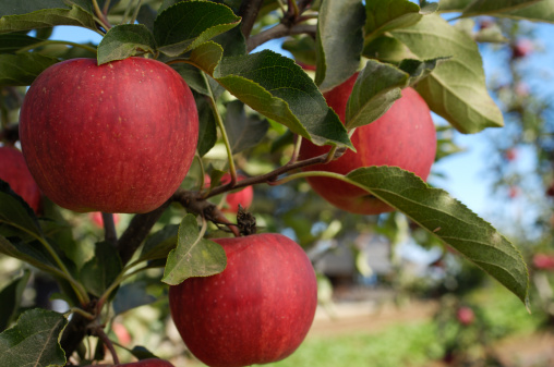 Close-up of a Gala apples growing on an apple tree.