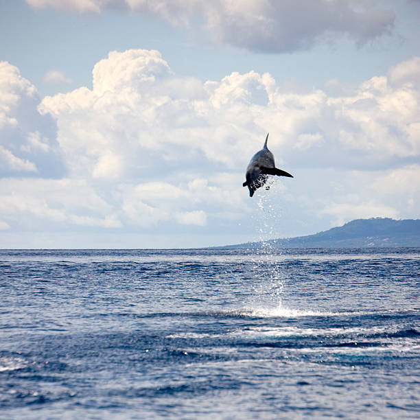 A pod of Pantropical Spotted dolphins glides through the deep blue waters off the coast of Hawaii.