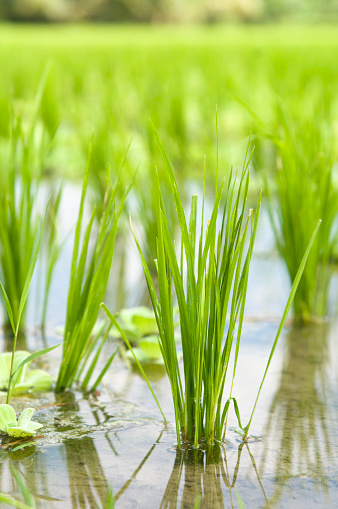 Seedlings growing in a rice paddy.  Shallow depth of field - blurred background