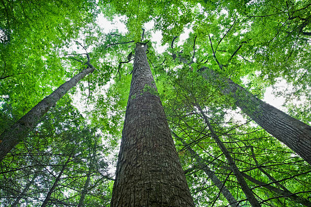 tall trees en el bosque primeval - growth tree spirituality tranquil scene fotografías e imágenes de stock