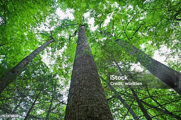 Foto de Árvores Altas Na Floresta Primitiva e mais fotos de stock de Can't See the Wood for the Trees - Can't See the Wood for the Trees, Parque Nacional das Great Smoky Mountains, Tennessee