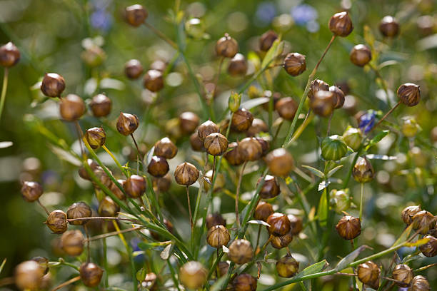 Common flax seed pods growing in Sweden summer stock photo