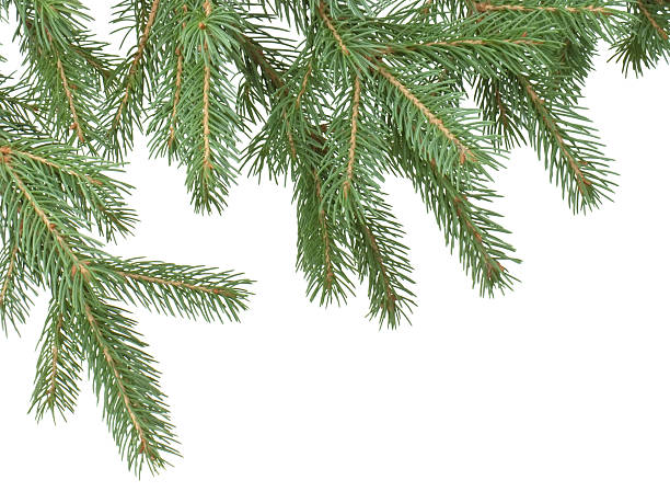 abeto de derivación - christmas branch pine tree evergreen tree fotografías e imágenes de stock