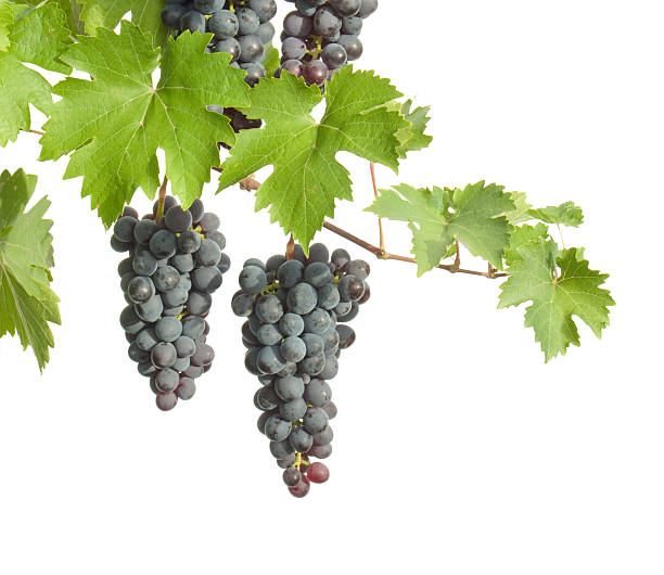 Clusters of grapes hanging from branches isolated branch of grapes with clusters Grape Plant stock pictures, royalty-free photos & images