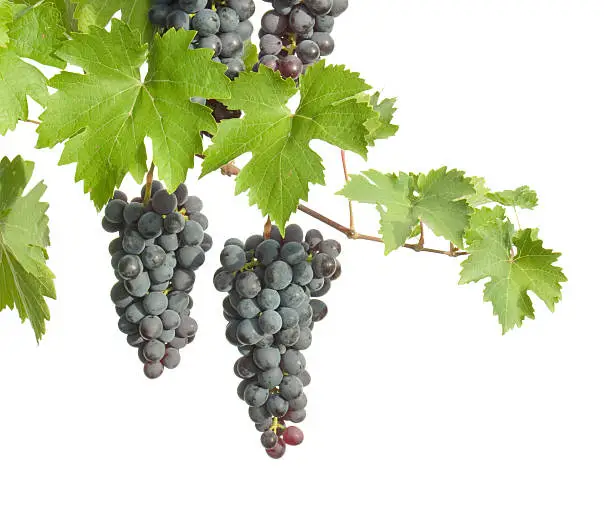 isolated branch of grapes with clusters