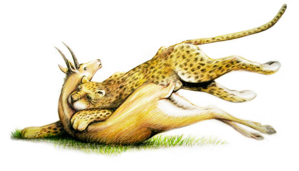 leopard kills a springbok - leopard 2 幅插畫檔、美工圖案、卡通及圖標