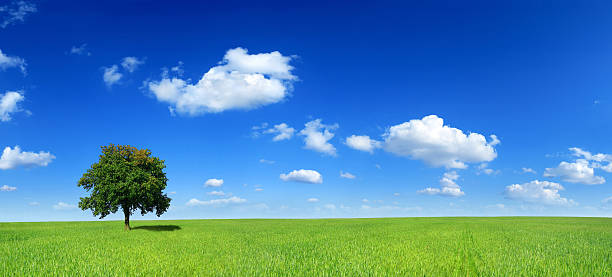 Green field and lonely tree - Landscape stock photo