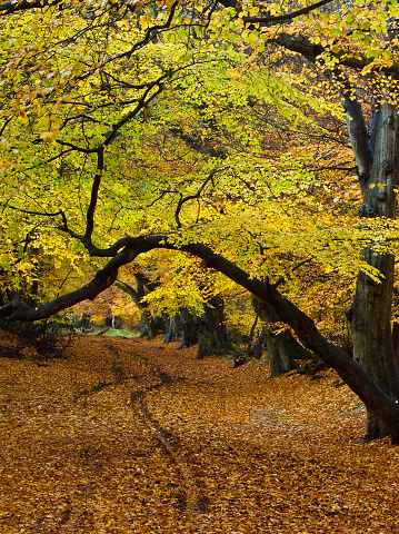 Pin oak tree with beautiful autumn colors leaves. Quercus palustris, eastern North America. Colorful Orange red maple leaves. foliage in autumn