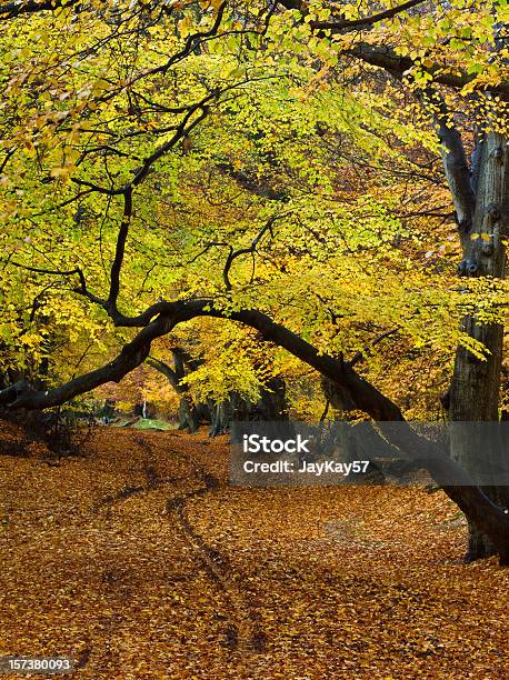 Jesienna Ścieżka - zdjęcia stockowe i więcej obrazów Jesień - Jesień, Hertfordshire, Wzgórza Chiltern