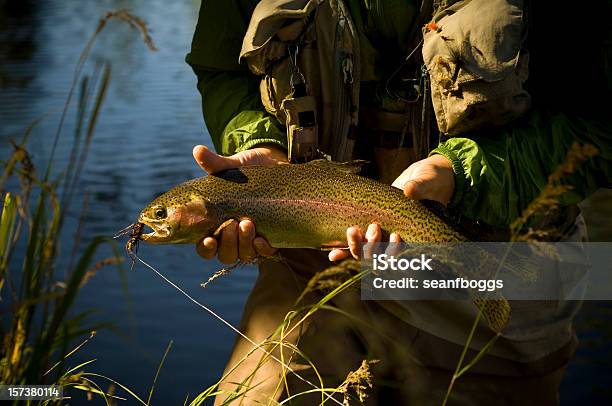 Rainbow Trout Flyfishing In Colorado Stock Photo - Download Image Now - Rainbow Trout, Fishing, Color Image