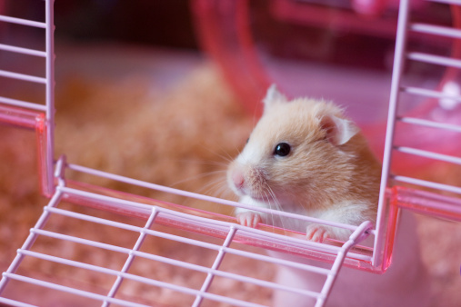 Stock photo showing a young, orange, black and white long-hair, sow, abyssinian guinea pig that is housed indoors, being held by an unrecognisable person.