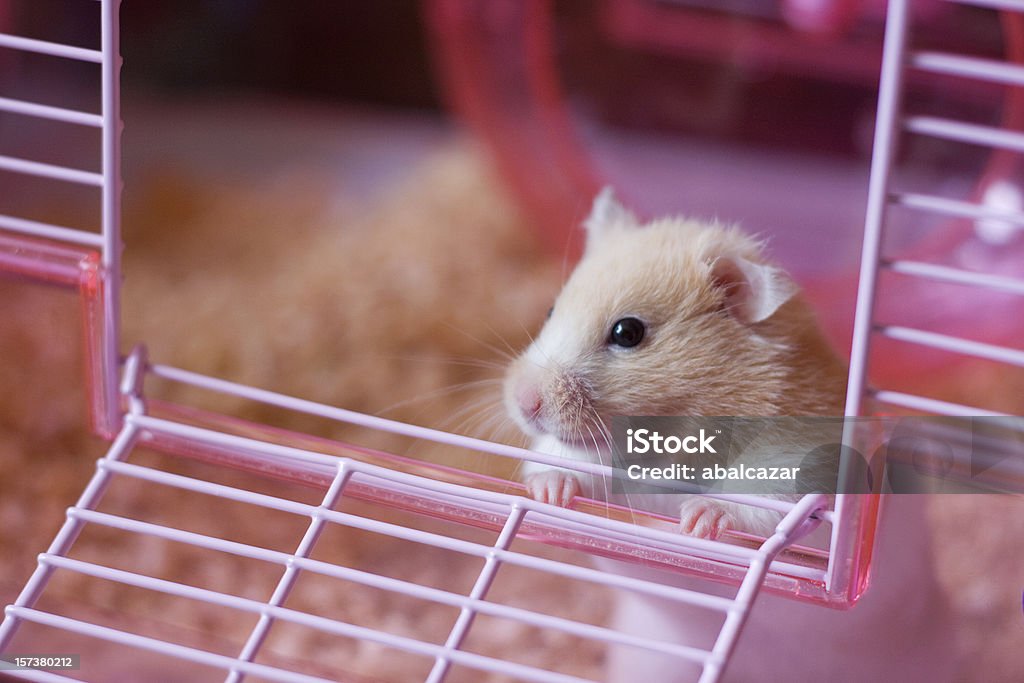 going out  Hamster Stock Photo