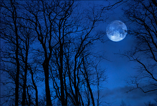 Full moon behind alder trees.