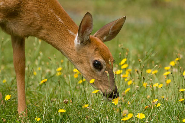 Fawn Smelling the Flowers  shenandoah national park photos stock pictures, royalty-free photos & images