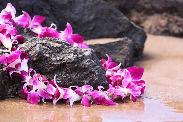 lei sobre las rocas - hawaiian orchid fotografías e imágenes de stock