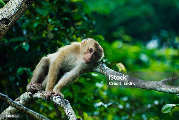 Makake Affe In Thailand Stockfoto und mehr Bilder von Affe - Affe, Asien, Ast - Pflanzenbestandteil