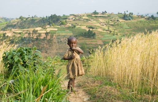 A young african girl standing on a path between wheat fields.