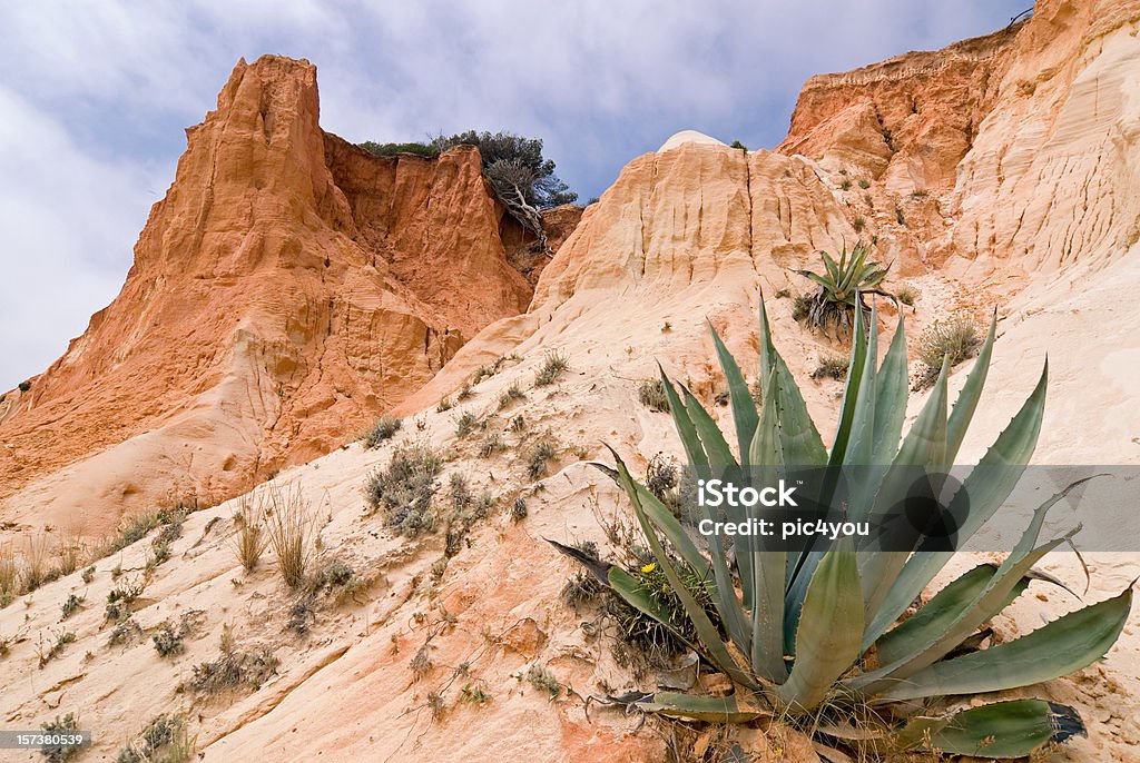 Algarve - Foto de stock de Agave royalty-free