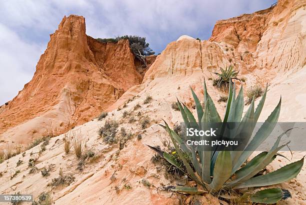 Foto de Algarve e mais fotos de stock de Agave - Agave, Albufeira, Algarve