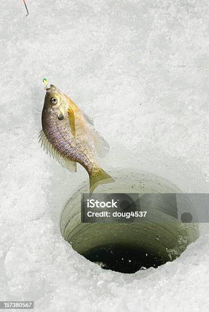 冬 Bluegill - アウトドアのストックフォトや画像を多数ご用意 - アウトドア, カラー画像, 一匹