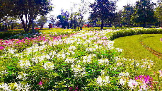 The Flower Garden is very Beautiful From Indonesia Wonderful Indonesia